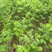 川姐紫穗槐容器苗成活率较高，因其根系完整且带土移栽，适应
