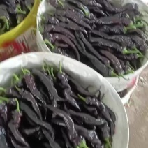 紫椒紫龙椒紫尖椒