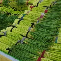 河南省杞县前楚精品红帽蒜苔代发全国
