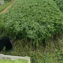 茼蒿