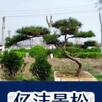 造型松