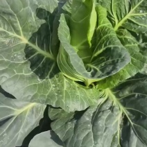 牛心甘蓝