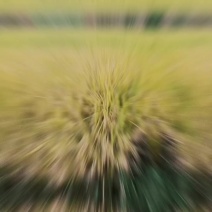 稻谷，