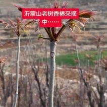 沂蒙山头茬香椿***********