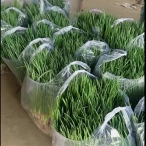 小香葱