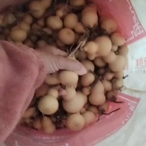小美葫芦