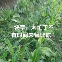 秦艽通货