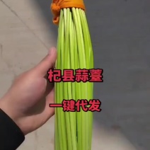 河南红帽蒜薹大量上市