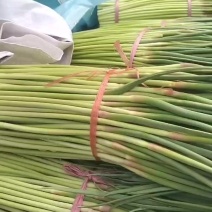 中牟红帽蒜苔