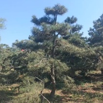 造型油松