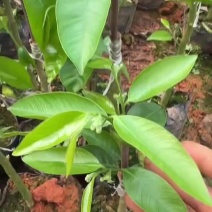 广东茂名奇楠沉香苗木基地直发欢迎上门选购