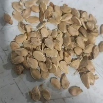 贝贝南瓜籽纯自然晒干