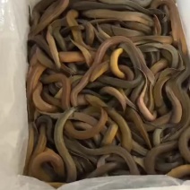 优质黄鳝