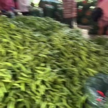 青皮蚕豆