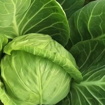绿甘蓝