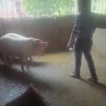 熟食猪