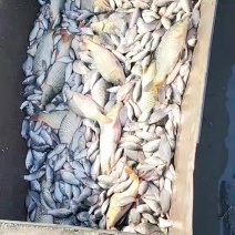 鲫鱼