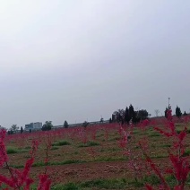 珍珠枣油桃