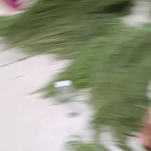 贡菜干