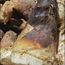 笋子春笋现挖