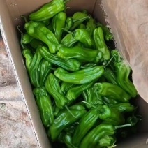 广东鲜辣椒，青薄皮苏椒，产地直发，保质保量，大量供应。