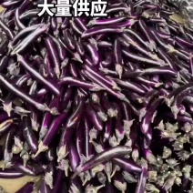 广东紫长茄子，大量供应，产地直发，保质保量。茄子。