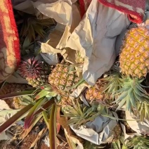 徐闻金钻凤梨，自家种植