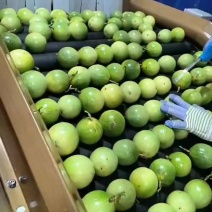 钦蜜九号，百香果