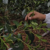 普洱茶，生态茶不打药不施肥健康茶
