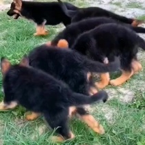 【精品德牧犬警犬系列】德牧犬德牧幼犬赛级德国牧羊犬