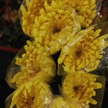 广州菊花全国发货欢迎合作