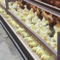 河北蒲三鹅苗，蒲三脱温鹅苗包防疫抗病能力回收大鹅