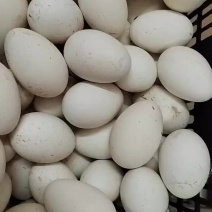 新鲜鹅蛋。