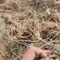 【电商用苗】批发春季芦笋根苗四季有货地栽苗通货