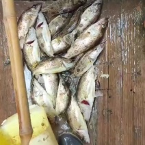 鳜鱼
