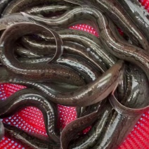 刺秋鱼