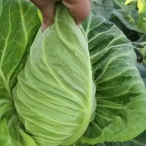 每天都有精品大量出货！需要的老板请在联系我