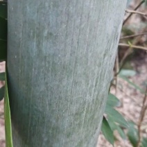 毛竹