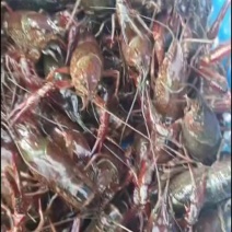 汉叫清水小龙虾，肉质Q弹，水质好叼叉湖养殖，品像好有需要