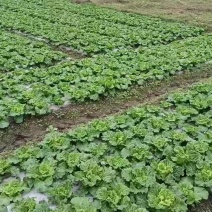 麻叶菜