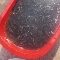 东北地笼小老头鱼顺丰包邮到家，净重价格