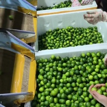 柠檬小金桔