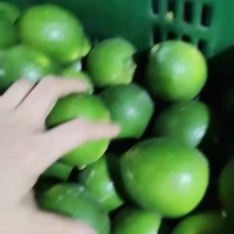 北京青柠檬批发