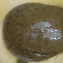甲鱼