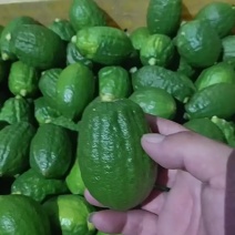 广东香水柠檬