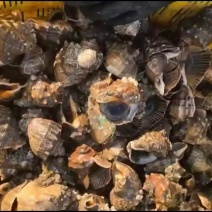 渤海湾海螺