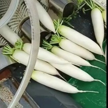 大量供应白萝卜