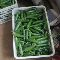 河南水果黄瓜对标寿光品质对接电商市场批可视频