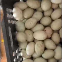 河套鸭蛋，笨鸭蛋，散养鸭蛋