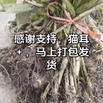 猫耳＋